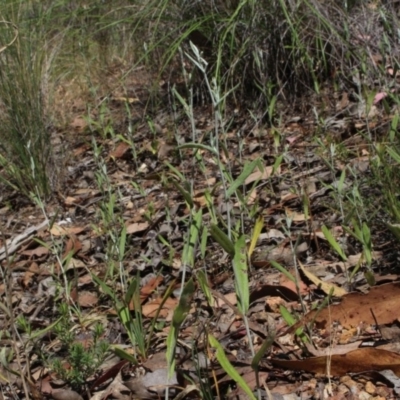 Chrysocephalum apiculatum (Common Everlasting) at MTR591 at Gundaroo - 11 Nov 2016 by MaartjeSevenster