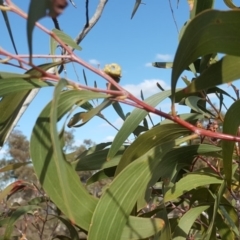 Dasineura sp. (genus) at Jerrabomberra, ACT - 16 Sep 2018