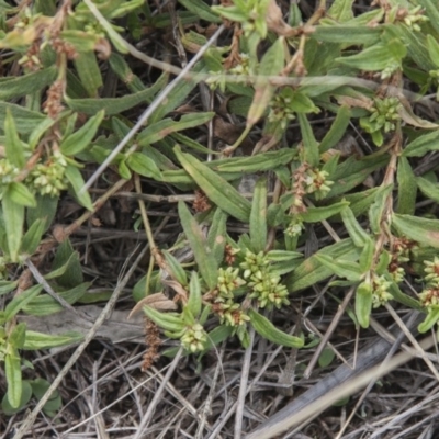 Persicaria prostrata (Creeping Knotweed) at Dunlop, ACT - 14 Apr 2015 by RussellB