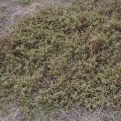 Persicaria prostrata at Dunlop, ACT - 14 Apr 2015 12:00 AM