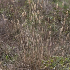 Phalaris aquatica (Phalaris, Australian Canary Grass) at Dunlop, ACT - 13 Apr 2015 by RussellB