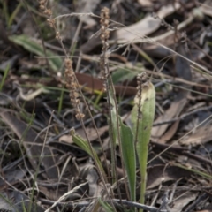 Plantago varia (Native Plaintain) at Dunlop, ACT - 14 Apr 2015 by RussellB