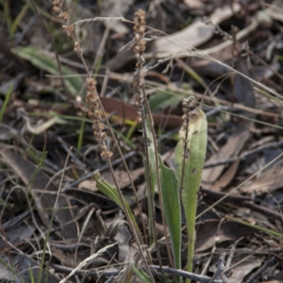 Plantago varia (Native Plaintain) at Dunlop, ACT - 13 Apr 2015 by RussellB