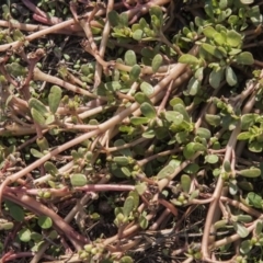 Portulaca oleracea (Pigweed, Purslane) at Dunlop, ACT - 13 Apr 2015 by RussellB
