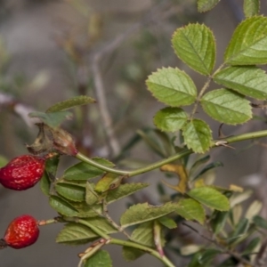 Rosa rubiginosa at Dunlop, ACT - 14 Apr 2015