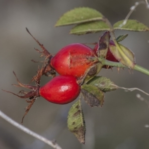 Rosa rubiginosa at Dunlop, ACT - 14 Apr 2015