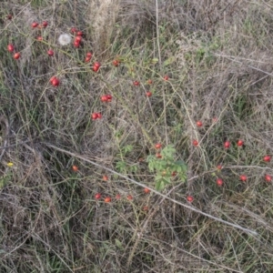 Rosa rubiginosa at Dunlop, ACT - 14 Apr 2015