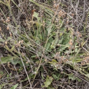 Salvia verbenaca var. verbenaca at The Pinnacle - 14 Apr 2015 11:13 AM