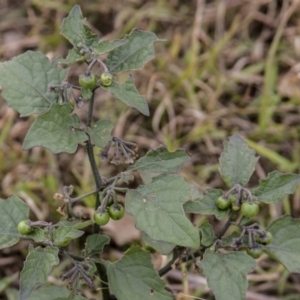 Solanum nigrum at Dunlop, ACT - 14 Apr 2015 11:54 AM