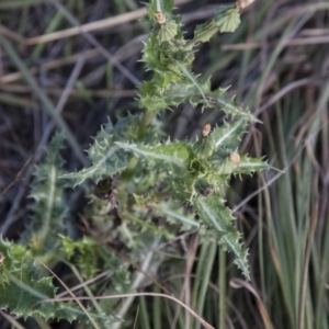 Sonchus asper at Belconnen, ACT - 14 Apr 2015 12:00 AM