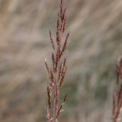 Sorghum leiocladum (Wild Sorghum) at Belconnen, ACT - 14 Apr 2015 by RussellB