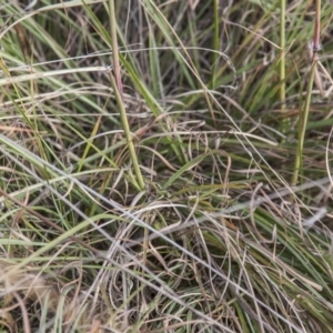 Sorghum leiocladum at Belconnen, ACT - 14 Apr 2015