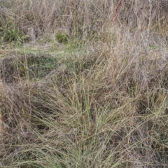 Sorghum leiocladum at Belconnen, ACT - 14 Apr 2015