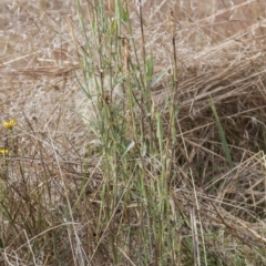 Tragopogon dubius (Goatsbeard) at Dunlop, ACT - 13 Apr 2015 by RussellB