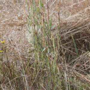 Tragopogon dubius at Dunlop, ACT - 14 Apr 2015 12:00 AM