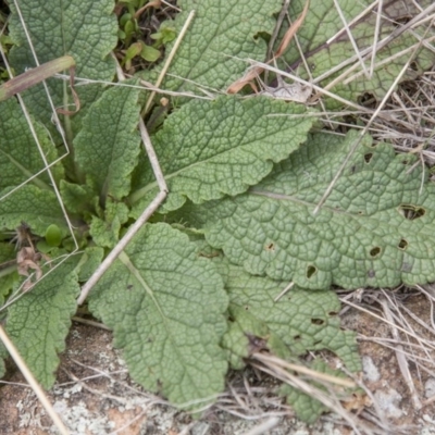 Verbascum virgatum (Green Mullein) at Dunlop, ACT - 13 Apr 2015 by RussellB
