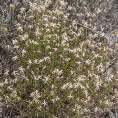 Vittadinia muelleri (Narrow-leafed New Holland Daisy) at Dunlop, ACT - 14 Apr 2015 by RussellB