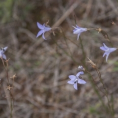 Wahlenbergia capillaris (Tufted Bluebell) at Dunlop, ACT - 13 Apr 2015 by RussellB