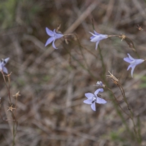 Wahlenbergia capillaris at Dunlop, ACT - 14 Apr 2015 12:00 AM