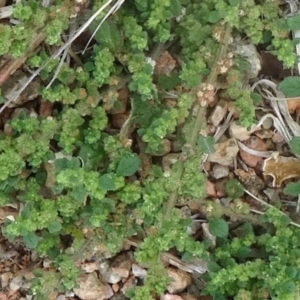 Dysphania pumilio at Molonglo Valley, ACT - 2 Apr 2015