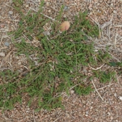 Dysphania pumilio at Molonglo Valley, ACT - 2 Apr 2015 10:29 AM