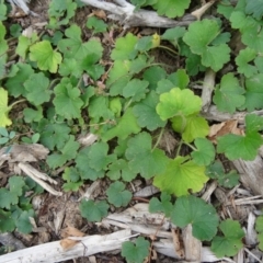 Hydrocotyle laxiflora (Stinking Pennywort) at Molonglo Valley, ACT - 1 Apr 2015 by galah681