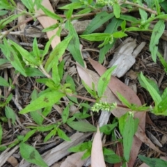 Persicaria prostrata (Creeping Knotweed) at Molonglo Valley, ACT - 1 Apr 2015 by galah681