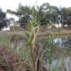 Bolboschoenus fluviatilis (Marsh Club-rush) at Greenway, ACT - 19 Apr 2015 by michaelb