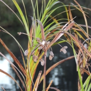 Bolboschoenus fluviatilis at Greenway, ACT - 19 Apr 2015 06:39 PM