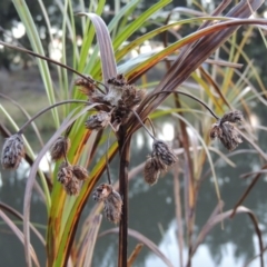 Bolboschoenus fluviatilis at Greenway, ACT - 19 Apr 2015