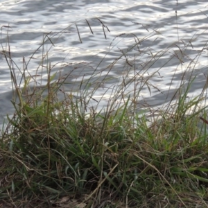 Paspalum dilatatum at Greenway, ACT - 19 Apr 2015