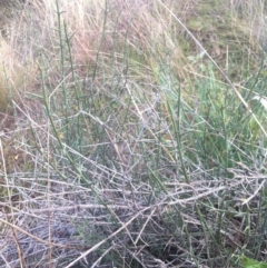 Discaria pubescens at Molonglo River Reserve - 23 Apr 2015 08:02 AM