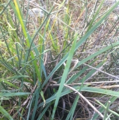 Dianella sp. aff. longifolia (Benambra) (Pale Flax Lily, Blue Flax Lily) at Molonglo Valley, ACT - 23 Apr 2015 by RichardMilner