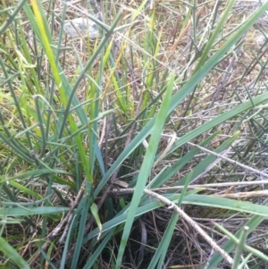 Dianella sp. aff. longifolia (Benambra) at Molonglo River Reserve - 23 Apr 2015 08:03 AM