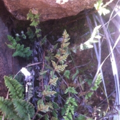 Cheilanthes distans (Bristly Cloak Fern) at Molonglo River Reserve - 22 Apr 2015 by RichardMilner