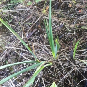 Dianella sp. aff. longifolia (Benambra) at Molonglo River Reserve - 23 Apr 2015 08:05 AM