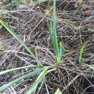 Dianella sp. aff. longifolia (Benambra) (Pale Flax Lily, Blue Flax Lily) at Molonglo Valley, ACT - 22 Apr 2015 by RichardMilner