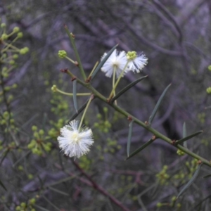 Acacia genistifolia at Majura, ACT - 24 Apr 2015 09:35 AM