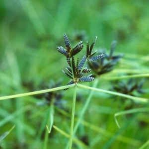 Cyperus sanguinolentus at Tuggeranong DC, ACT - 8 Jan 2001 12:00 AM