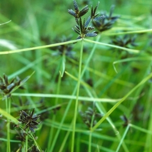 Cyperus sanguinolentus at Tuggeranong DC, ACT - 8 Jan 2001