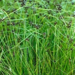 Cyperus sanguinolentus at Tuggeranong DC, ACT - 8 Jan 2001