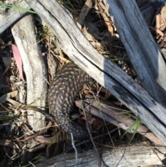 Tiliqua rugosa at Hackett, ACT - 18 Oct 2014 02:01 PM