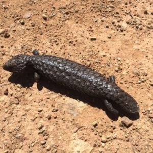 Tiliqua rugosa at Majura, ACT - 14 Sep 2014 12:56 PM