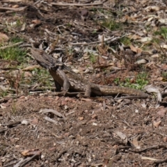 Pogona barbata (Eastern Bearded Dragon) at Canberra Central, ACT - 23 Sep 2014 by AaronClausen