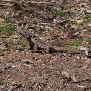 Pogona barbata at Canberra Central, ACT - suppressed