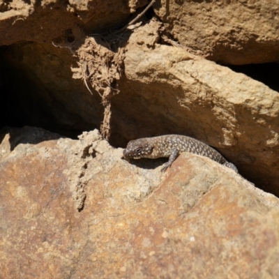 Unidentified at Mount Majura - 23 Sep 2014 by AaronClausen