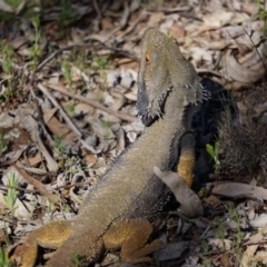 Pogona barbata at Canberra Central, ACT - 29 Sep 2014