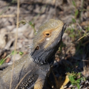 Pogona barbata at Canberra Central, ACT - suppressed