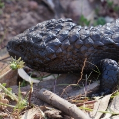 Tiliqua rugosa (Shingleback Lizard) at Majura, ACT - 29 Sep 2014 by AaronClausen