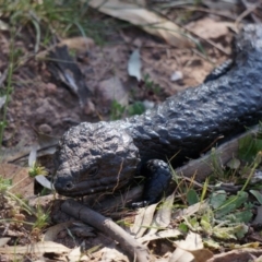 Tiliqua rugosa at Majura, ACT - 29 Sep 2014 02:54 PM